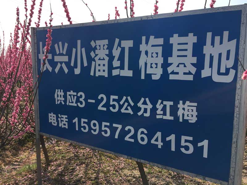 Ã©â€¢Â¿Ã¥â€¦Â´Ã§ÂºÂ¢Ã¦Â¢â€¦Ã¦Â â€˜Ã¦â€°Â¹Ã¥Ââ€˜Ã¤Â¾â€ºÃ¥Âºâ€Ã¥Å¸ÂºÃ¥Å“Â°