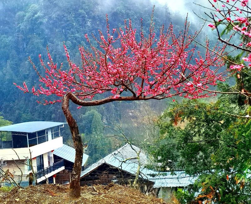飄枝紅梅